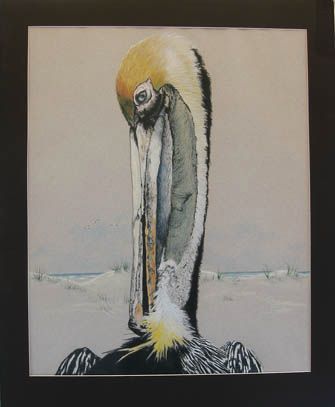 Brown Pelican 